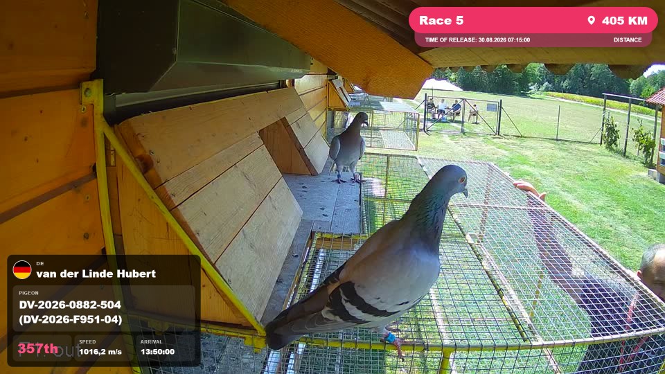 Pigeon Arrival Image For Race Race 5