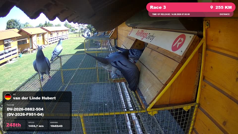 Pigeon Arrival Image For Race Race 3