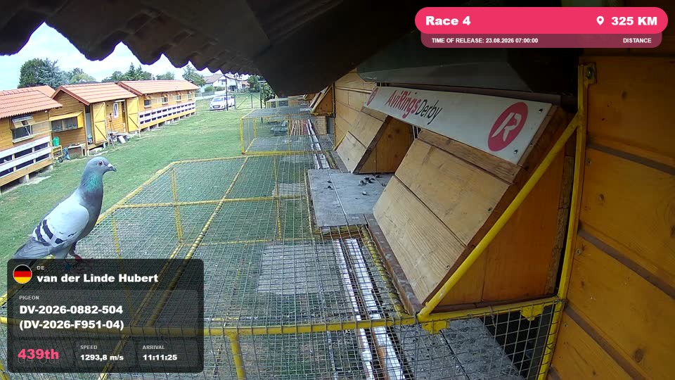 Pigeon Arrival Image For Race Race 4