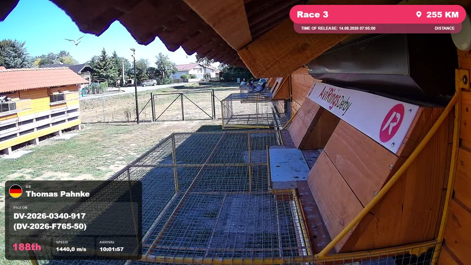 Pigeon Arrival Image For Race Race 3