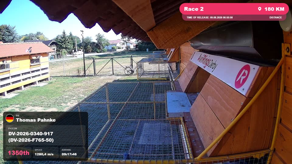 Pigeon Arrival Image For Race Race 2