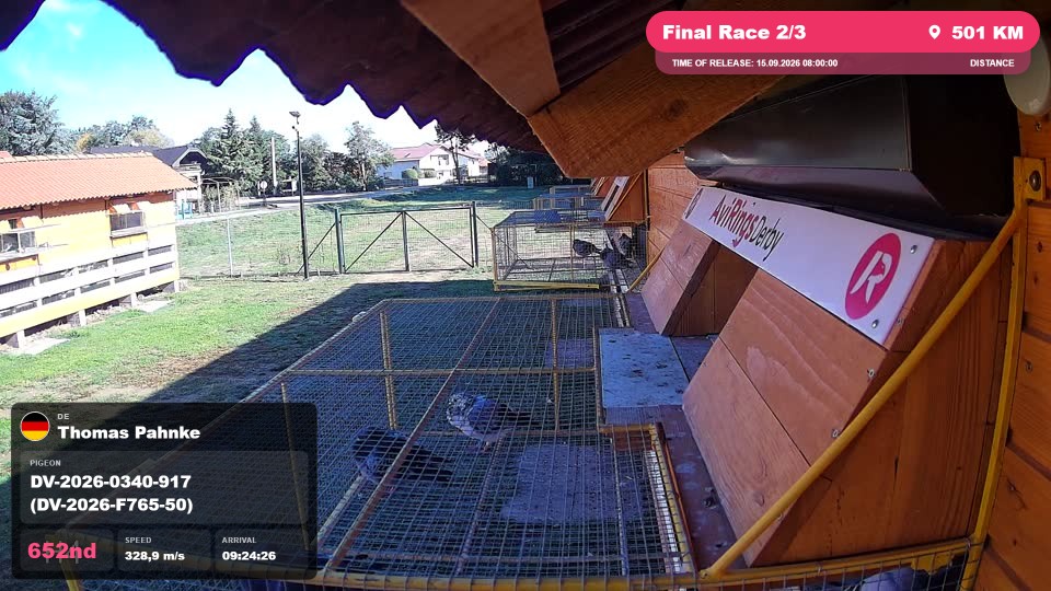 Pigeon Arrival Image For Race Final Race 2/3