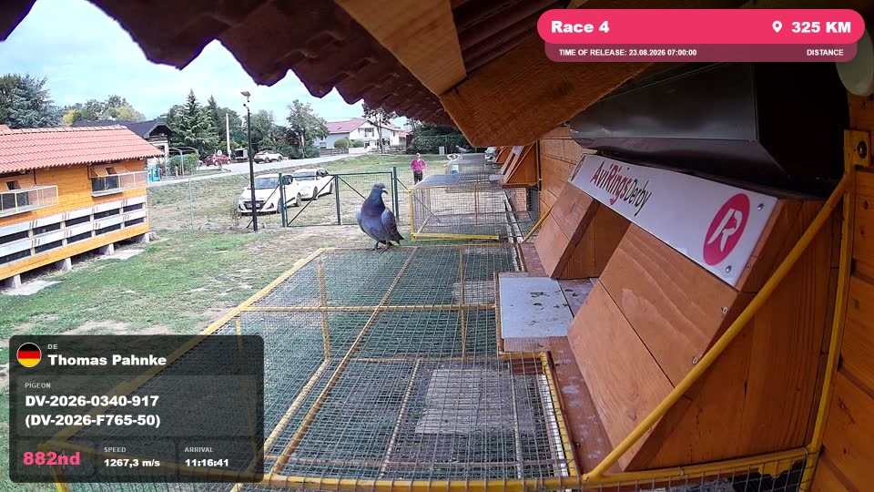 Pigeon Arrival Image For Race Race 4