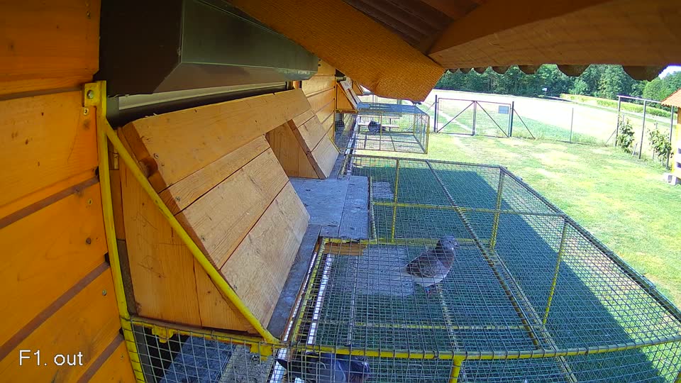 Pigeon Arrival Image For Race Race 2