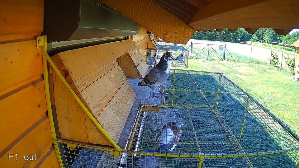 Pigeon Arrival Image For Race Race 2