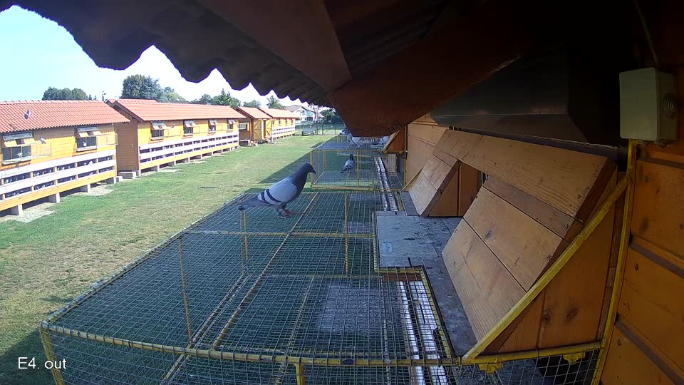 Pigeon Arrival Image For Race Race 1