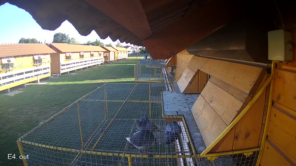 Pigeon Arrival Image For Race Final Race 1/3