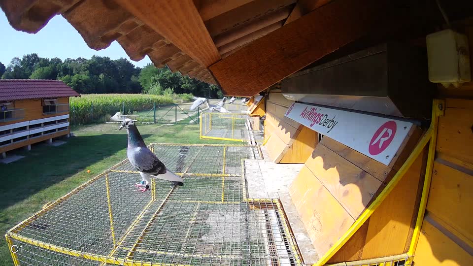 Pigeon Arrival Image For Race Race 1