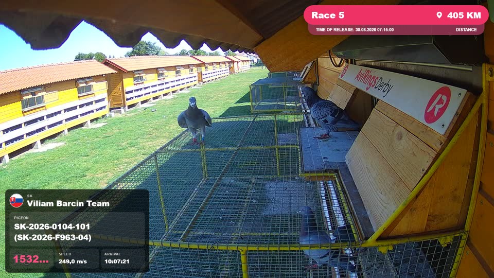 Pigeon Arrival Image For Race Race 5
