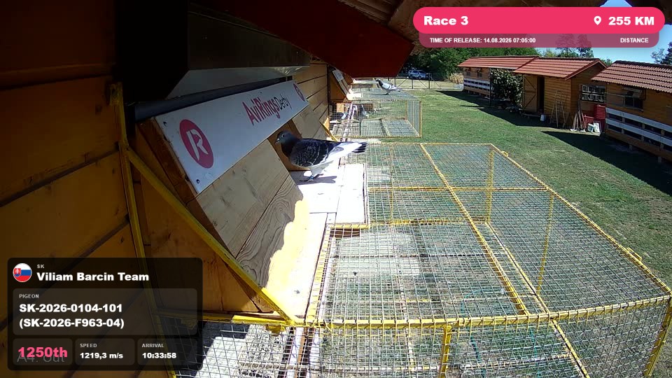 Pigeon Arrival Image For Race Race 3
