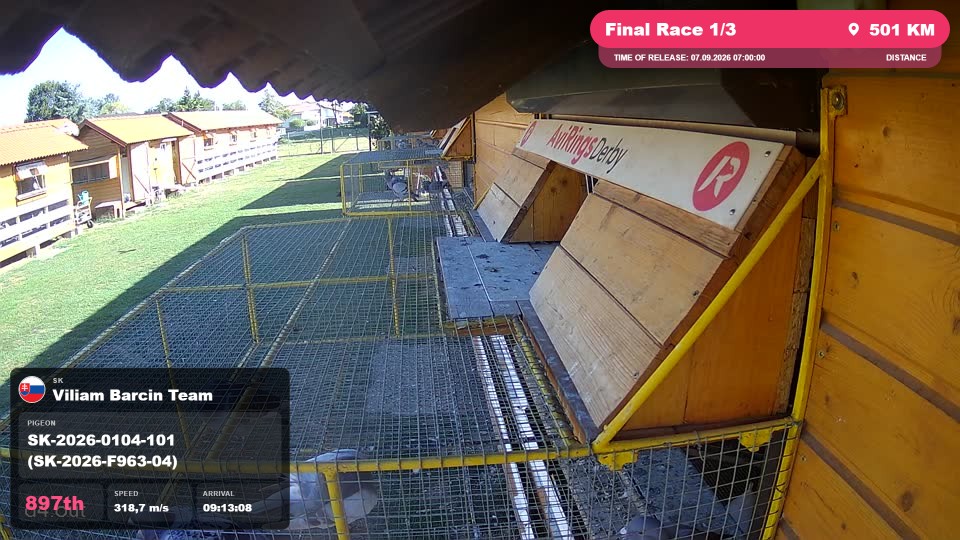 Pigeon Arrival Image For Race Final Race 1/3