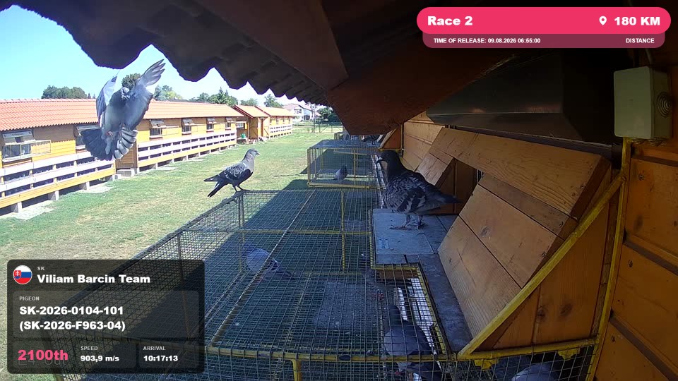 Pigeon Arrival Image For Race Race 2