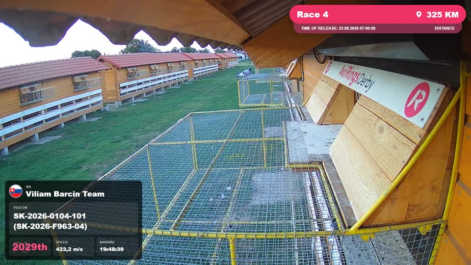 Pigeon Arrival Image For Race Race 4