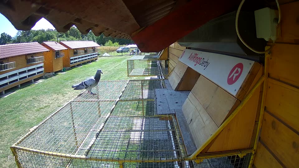 Pigeon Arrival Image For Race Race 5
