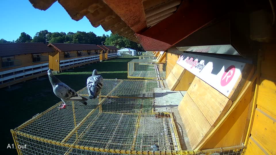 Pigeon Arrival Image For Race Final Race 1/3