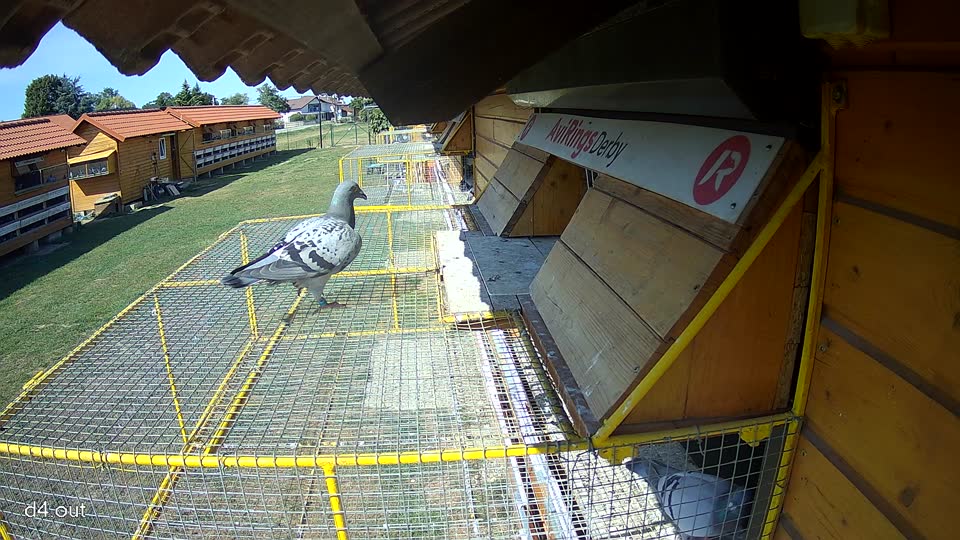 Pigeon Arrival Image For Race Race 2
