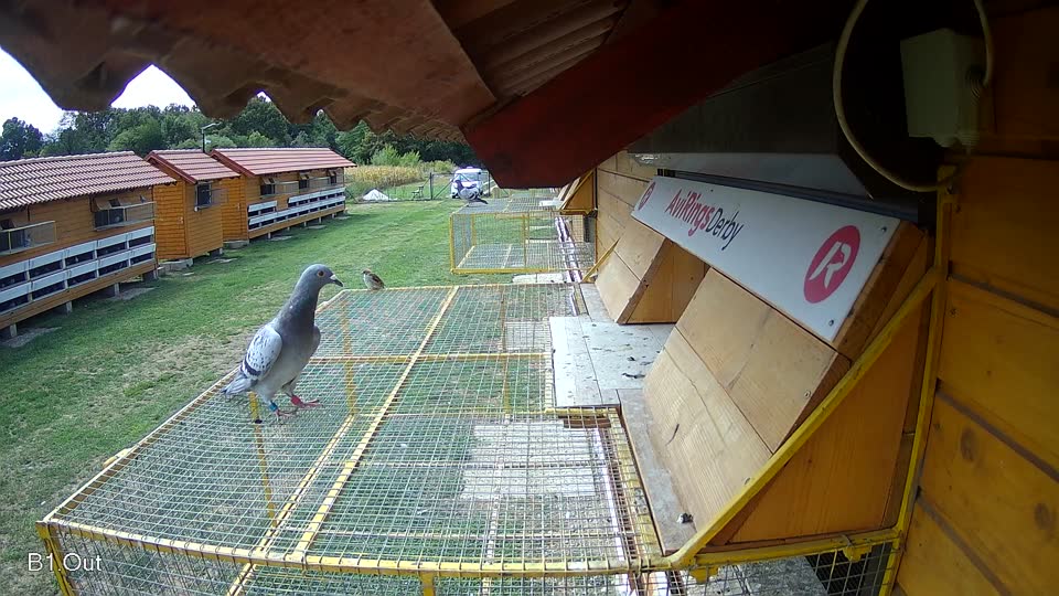 Pigeon Arrival Image For Race Race 4
