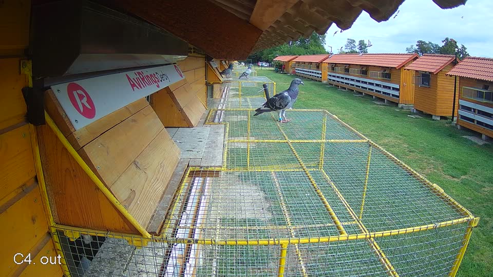 Pigeon Arrival Image For Race Race 4