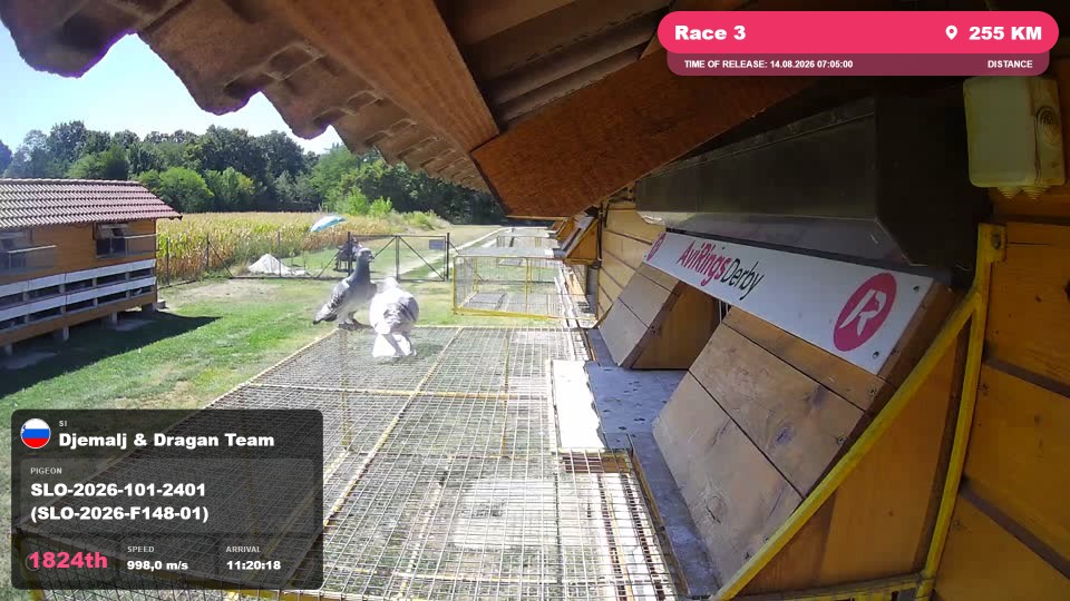 Pigeon Arrival Image For Race Race 3