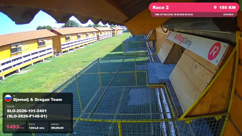 Pigeon Arrival Image For Race Race 2