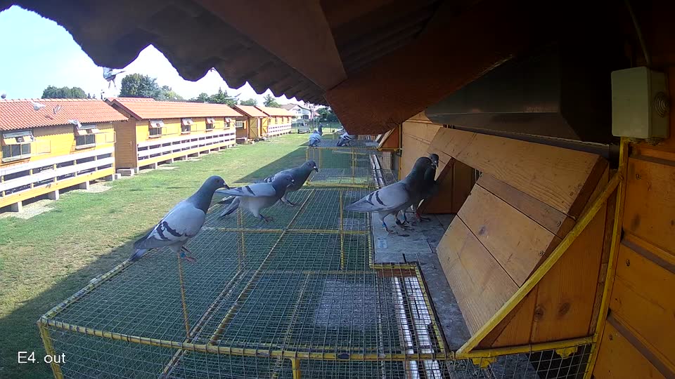 Pigeon Arrival Image For Race Race 1