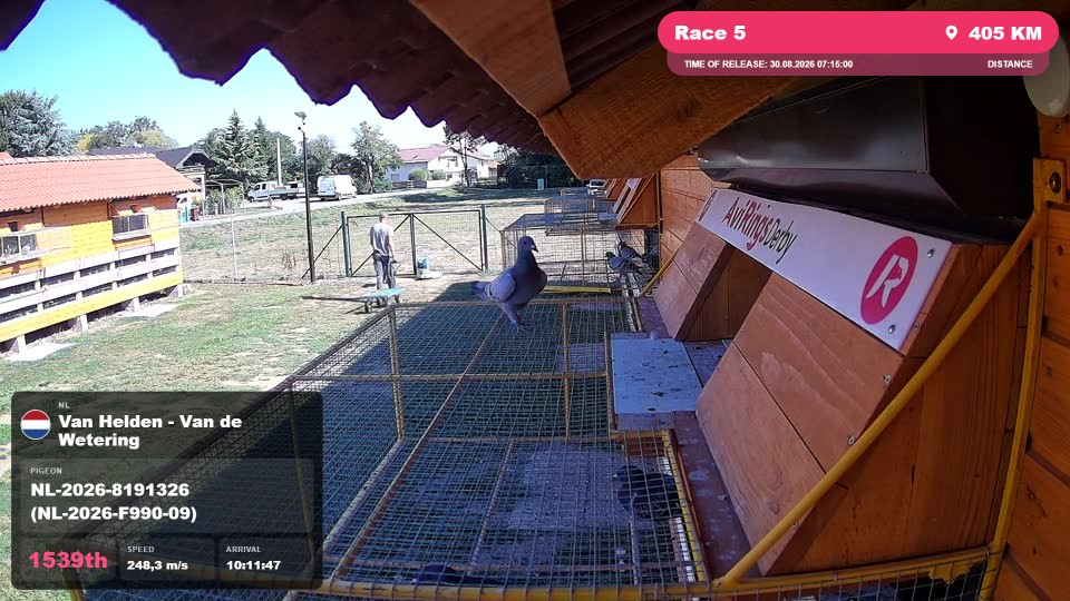Pigeon Arrival Image For Race Race 5