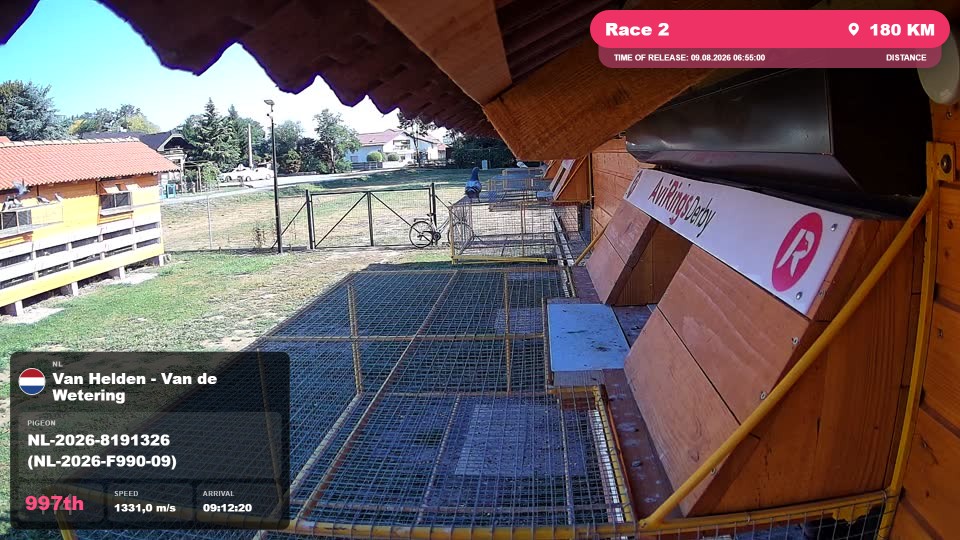 Pigeon Arrival Image For Race Race 2