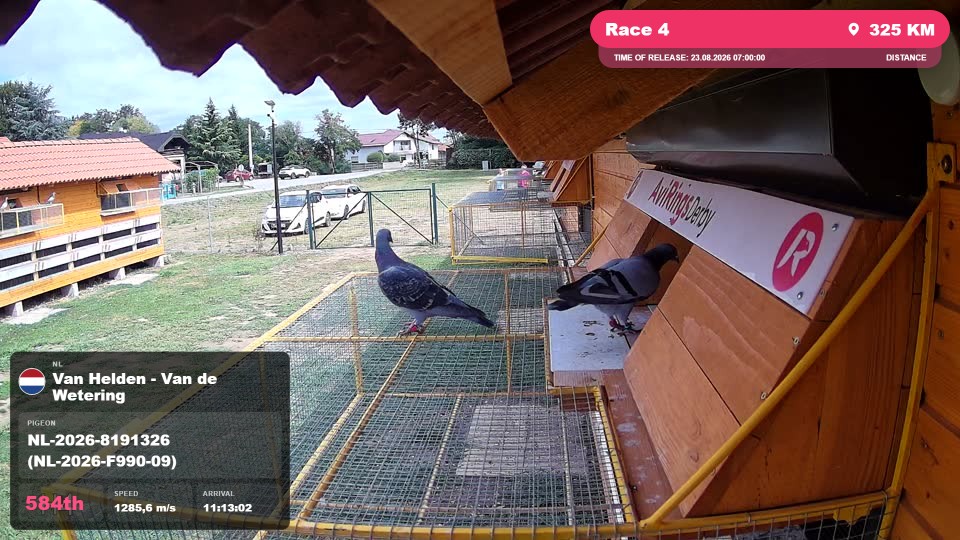Pigeon Arrival Image For Race Race 4