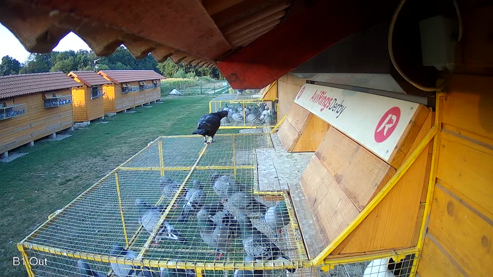 Pigeon Arrival Image For Race Race 1