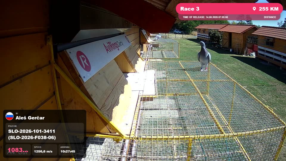 Pigeon Arrival Image For Race Race 3
