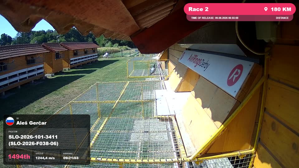 Pigeon Arrival Image For Race Race 2