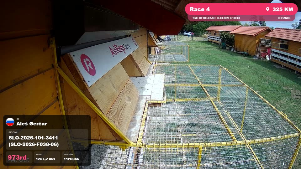 Pigeon Arrival Image For Race Race 4