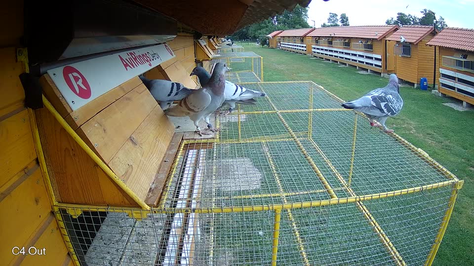 Pigeon Arrival Image For Race Race 3