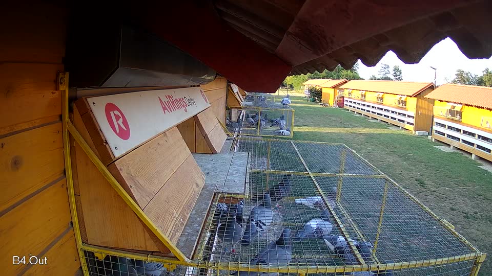 Pigeon Arrival Image For Race Race 1