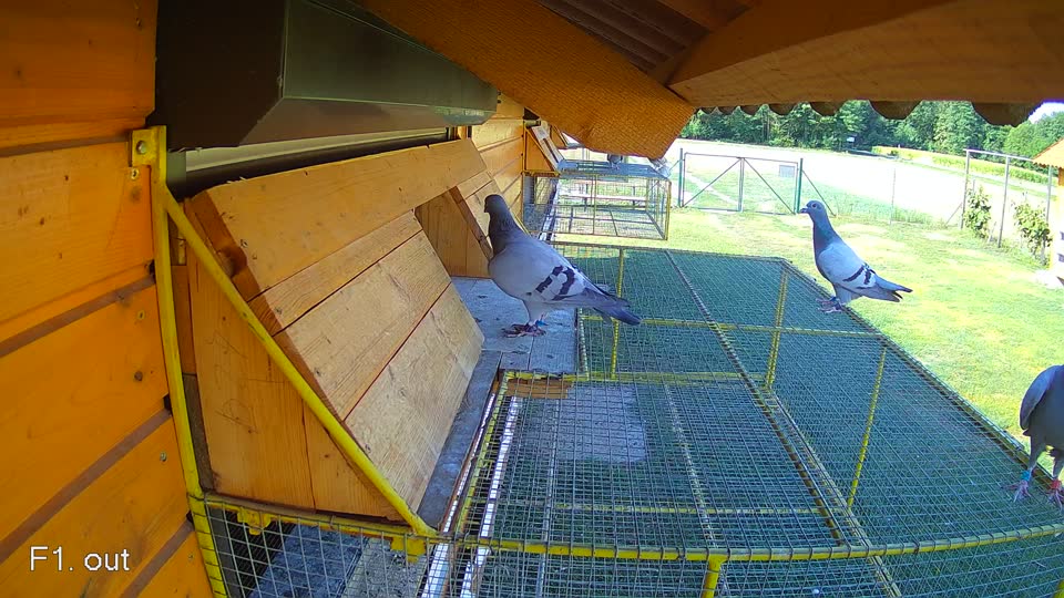Pigeon Arrival Image For Race Race 2
