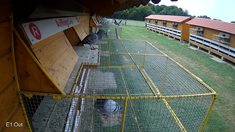 Pigeon Arrival Image For Race Race 3