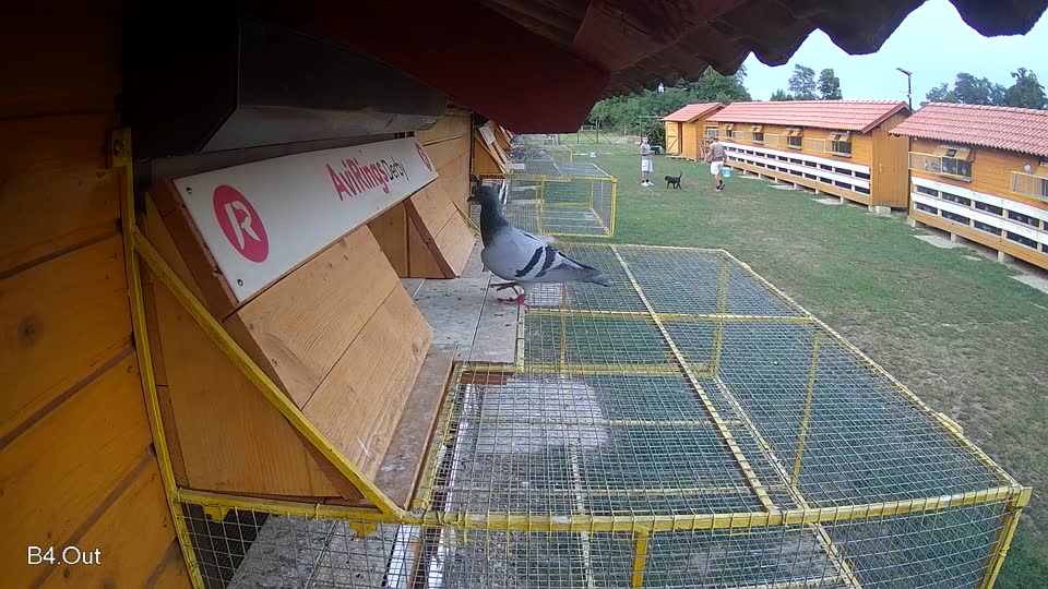 Pigeon Arrival Image For Race Race 4