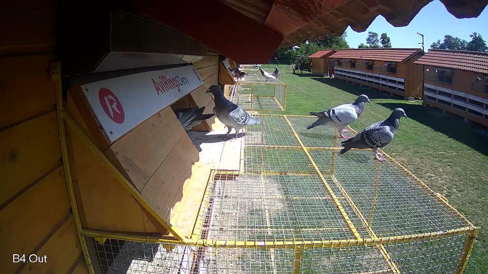 Pigeon Arrival Image For Race Race 2