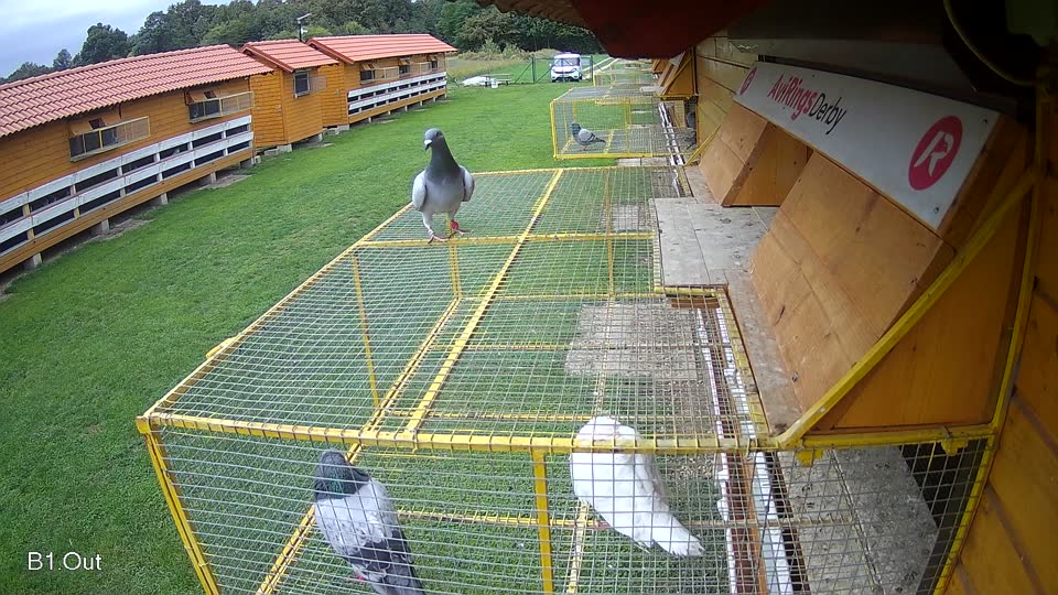 Pigeon Arrival Image For Race Final race 2
