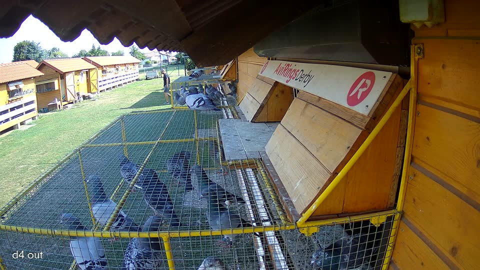 Pigeon Arrival Image For Race Race 1