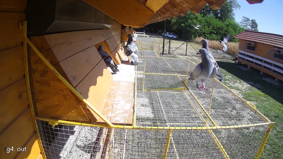 Pigeon Arrival Image For Race Race 3