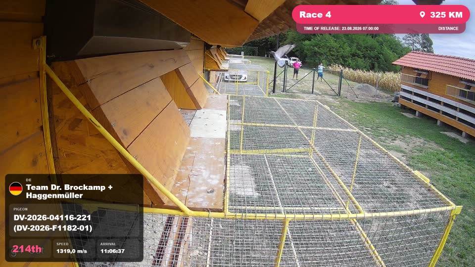 Pigeon Arrival Image For Race Race 4
