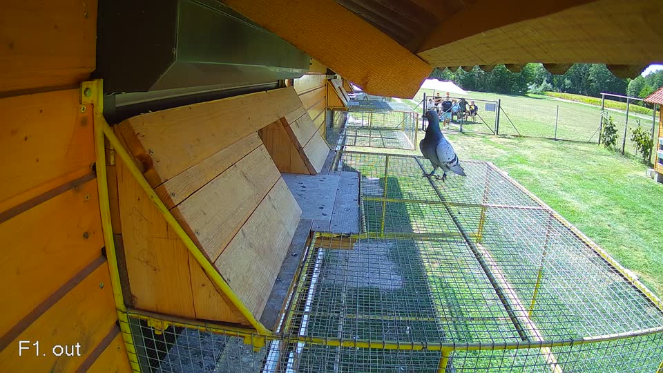 Pigeon Arrival Image For Race Race 5