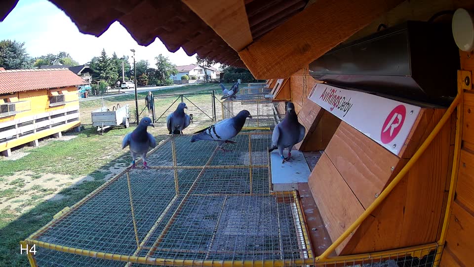 Pigeon Arrival Image For Race Race 1