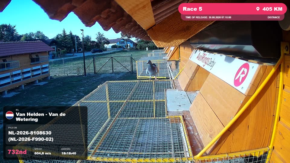 Pigeon Arrival Image For Race Race 5