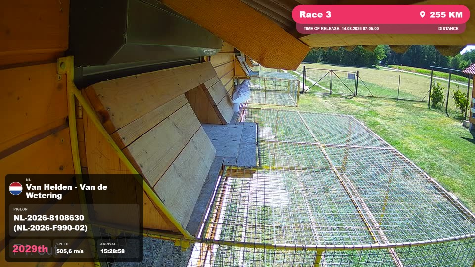 Pigeon Arrival Image For Race Race 3