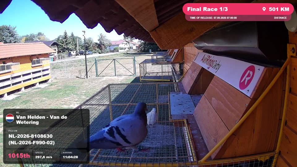 Pigeon Arrival Image For Race Final Race 1/3