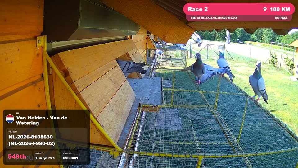 Pigeon Arrival Image For Race Race 2