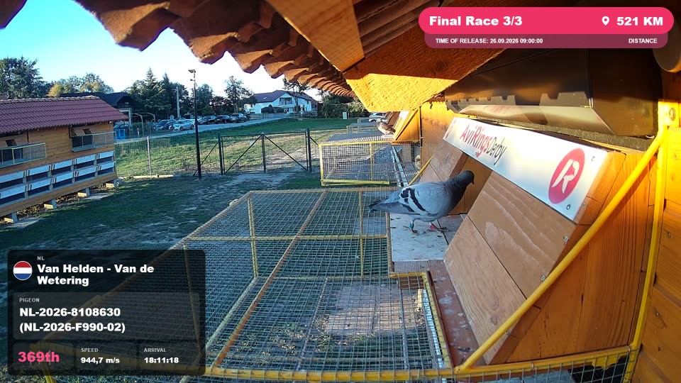 Pigeon Arrival Image For Race Final Race 3/3