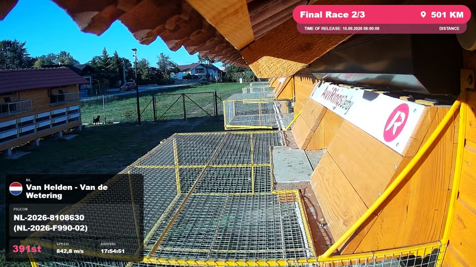 Pigeon Arrival Image For Race Final Race 2/3